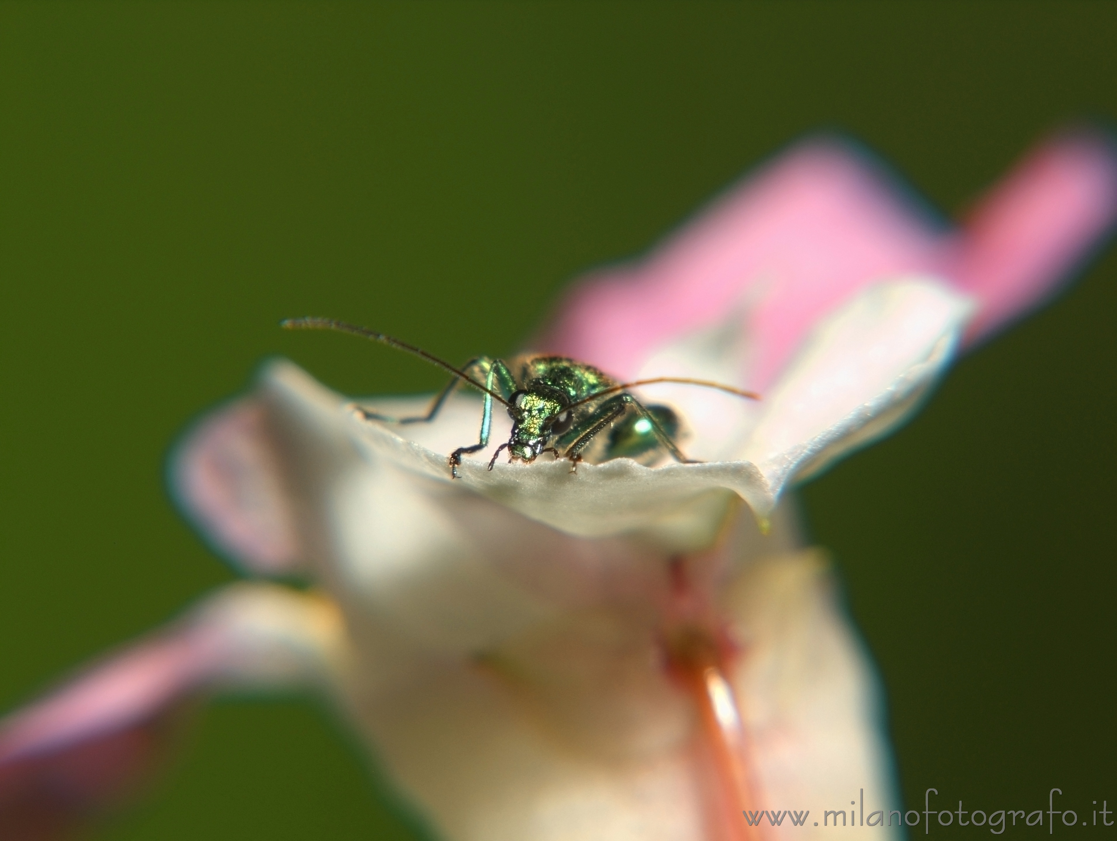 Cadrezzate (Varese, Italy) - Oedemera nobilis on flower